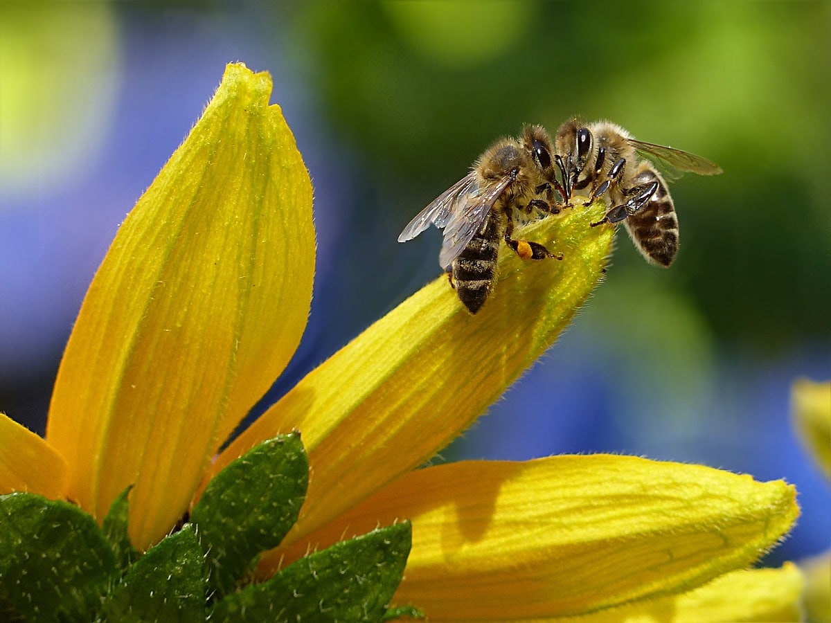 US Approves First-Ever Vaccine For Honeybees