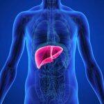 In the context of liver health