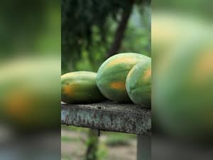 Health Benefits Of Green Papaya: 6 Reasons Why You Must Eat This Fruit