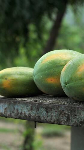 Health Benefits Of Green Papaya: 6 Reasons Why You Must Eat This Fruit Health Benefits Of Green Papaya: 6 Reasons Why You Must Eat This Fruit