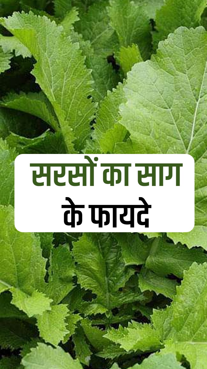 рд╕рд░реНрджрд┐рдпреЛрдВ рдореЗрдВ рд╕рд░рд╕реЛрдВ рдХрд╛ рд╕рд╛рдЧ рдЦрд╛рдиреЗ рдХреЗ рдлрд╛рдпрджреЗ