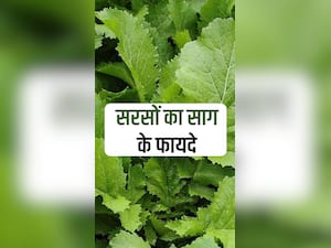 सर्दियों में सरसों का साग खाने के फायदे