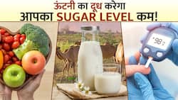 Diabetes के मरीजों के लिए रामबाण होता है Camel Milk! जानिए कैसे? Watch Video