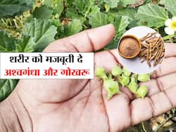 рдПрдХ рд╕рд╛рде рдХрд░реЗрдВ рдЕрд╢реНрд╡рдЧрдВрдзрд╛ рдФрд░ рдЧреЛрдЦрд░реВ рдХрд╛ рд╕реЗрд╡рди, рдмрд┐рдирд╛ рдХрд┐рд╕реА рджрд╡рд╛ рдХреЗ рд╢рд░реАрд░ рдХреЗ рдирд╕-рдирд╕ рдореЗрдВ рднрд░ рдЬрд╛рдПрдЧреА рддрд╛рдХрдд