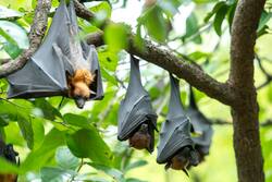 Marburg Virus Outbreak: Is India Too At Risk? All You Need To Know About The Virus And Its Symptoms