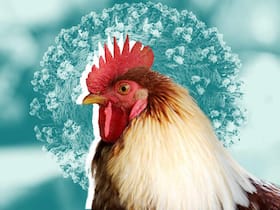 11-Year-Old Girl Dies of Bird Flu, WHO Warns of Symptoms Of Avian Influenza In Human 11-Year-Old Girl Dies of Bird Flu, WHO Warns of Symptoms Of Avian Influenza In Human
