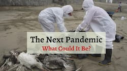 H5N1 Bird Flu Spreading Like Fire: Will Bird Flu Be The Next Human Pandemic?