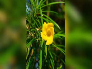 Beware Of These Poisonous Plants Found In India