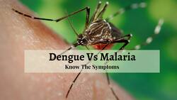 Dengue Vs Malaria: How To Understand What Is Causing Fever?