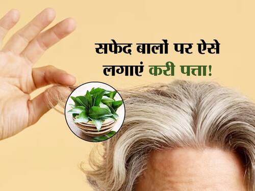 Curry Leaves for Grey Hair : सफेद बालों को काला करने के लिए इस्तेमाल करें  करी पत्ता, इन 3 तरीकों से करें इस्तेमाल  हिंदी