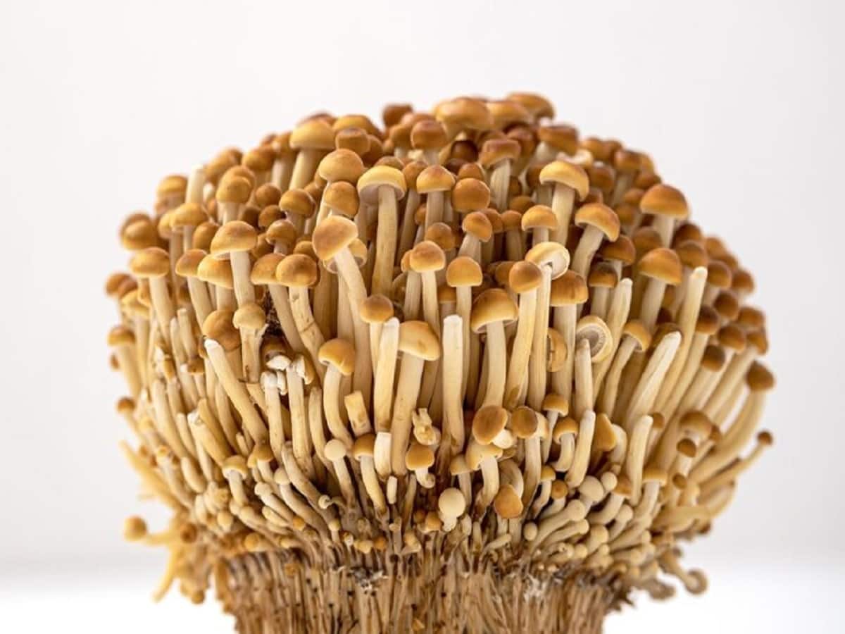 Listeria Outbreak Strains Found In Enoki Mushrooms