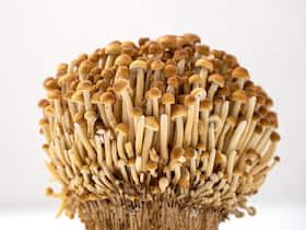 Listeria Outbreak In The US: CDC Asks People To Avoid Eating Enoki Mushrooms