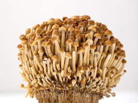 Listeria Outbreak In The US: CDC Asks People To Avoid Eating Enoki Mushrooms