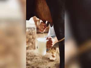 Why You Should Not Drink Raw Milk?