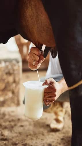 Why You Should Not Drink Raw Milk?