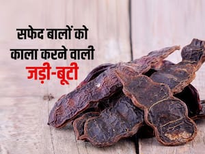सफेद बालों को दोबारा काला कर देती है ये जड़ी-बूटी, बालों का झड़ना और रूसी भी जायेंगे भूल सफेद बालों को दोबारा काला कर देती है ये जड़ी-बूटी, बालों का झड़ना और रूसी भी जायेंगे भूल