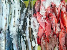 Vibrio Cholera: Qatar Lifts Ban On Import Of Frozen Seafood From India