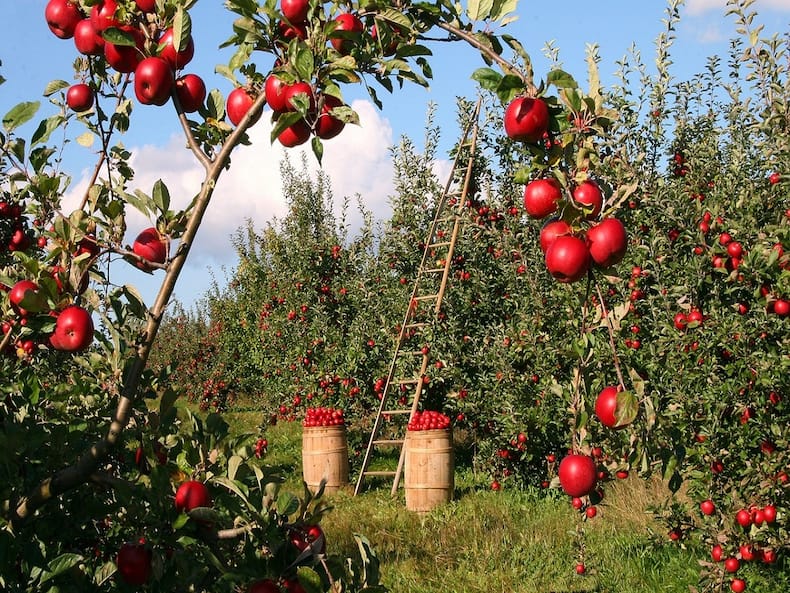 High Uric Acid: 4 Fruits That Can Help Maintain Uric Acid