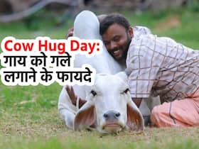 वैलेंटाइन नहीं अब 14 फरवरी को मनाएं 'Cow Hug Day', जानिए गाय को गले लगाने से कैसे दूर होता है 'एंग्जायटी डिसऑर्डर'
