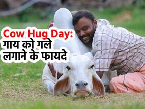 वैलेंटाइन नहीं अब 14 फरवरी को मनाएं 'Cow Hug Day', जानिए गाय को गले लगाने से कैसे दूर होता है 'एंग्जायटी डिसऑर्डर'