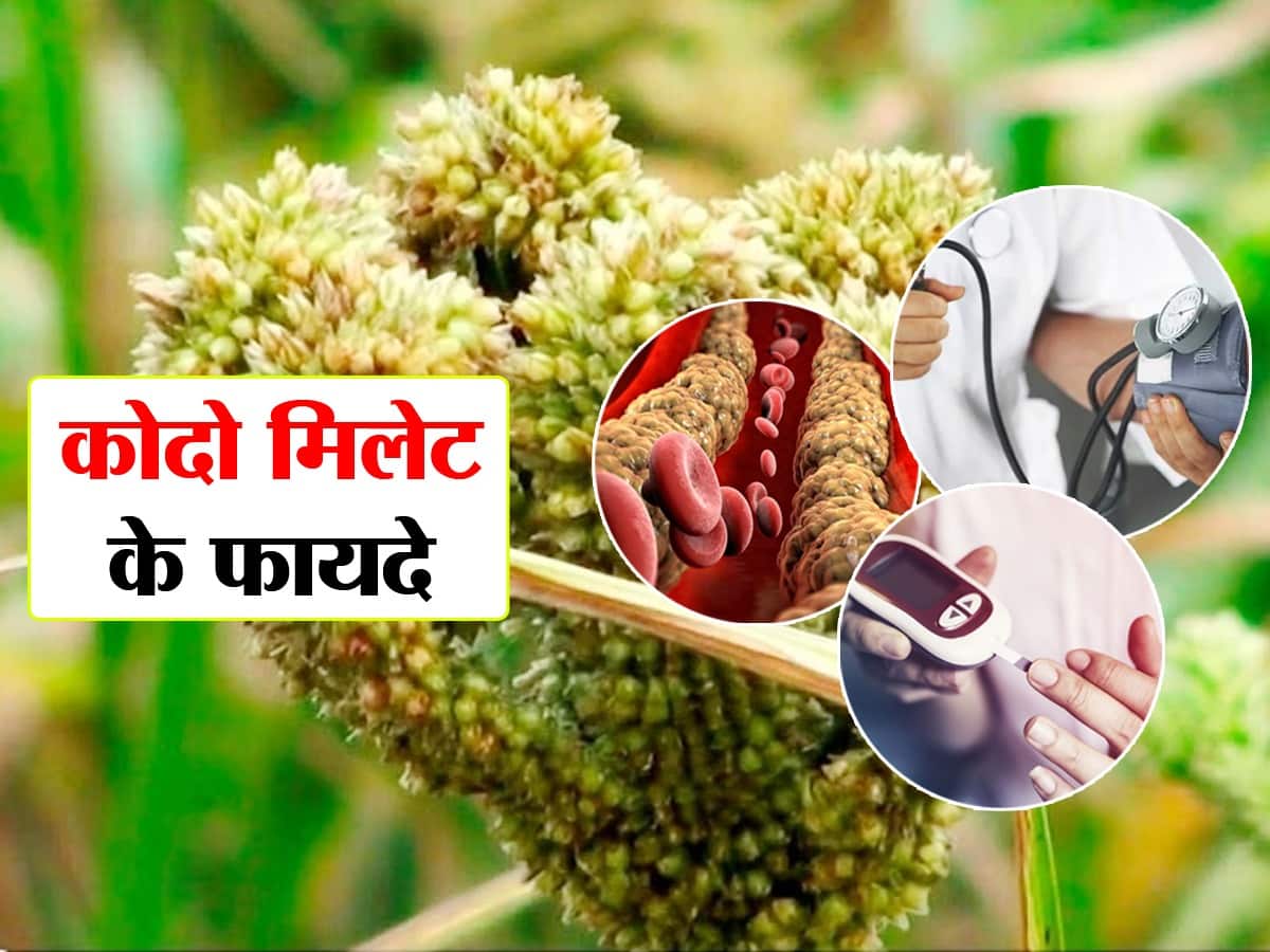 Kodo Millet In Hindi Kodo Millet Ke Fayde kodo-millet-in-hindi-kodo-millet-ke-fayde