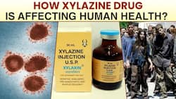 Xylazine Drug: How This New US Drug Is Affecting The Human Health, Expert Speaks, Watch Video