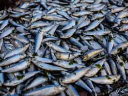 Tuna And Mercury Poisoning: Why This Fish Has To Be Consumed Wisely