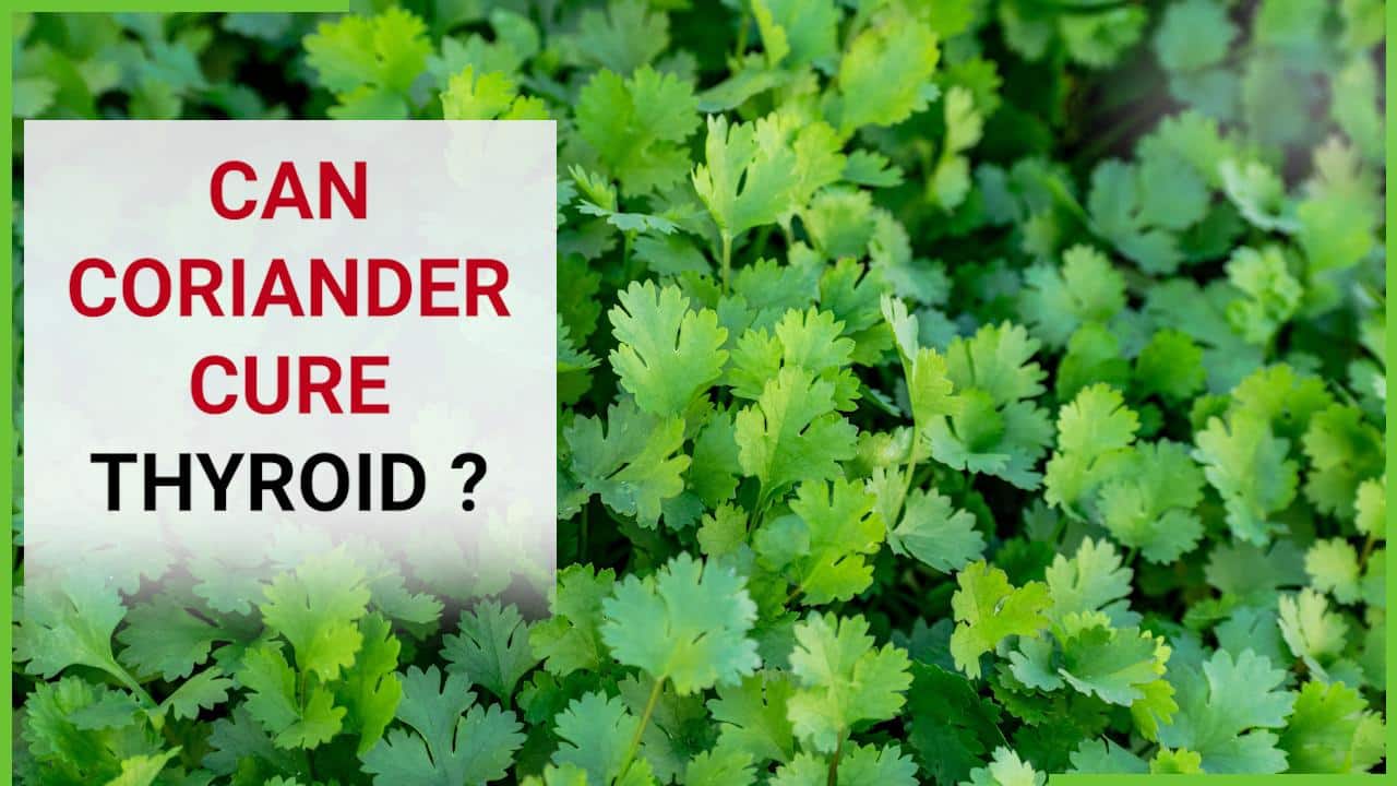 Coriander Health Benefits Know How Consuming Coriander Can Reverse