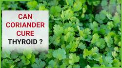 Coriander Health Benefits: Know How Consuming Coriander Can Reverse Thyroid, Watch Video