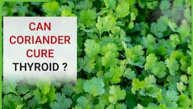Coriander Health Benefits: Know How Consuming Coriander Can Reverse Thyroid, Watch Video