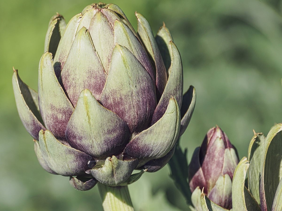 Top 5 Benefits Of Using Artichokes In Skincare TheHealthSite