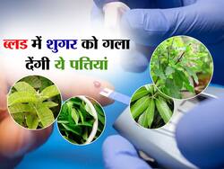 खून में शुगर को गला देंगी ये औषधीय गुणों से भरपूर पत्तियां, खाली पेट खाने से इंसुलिन रहेगा कंट्रोल
