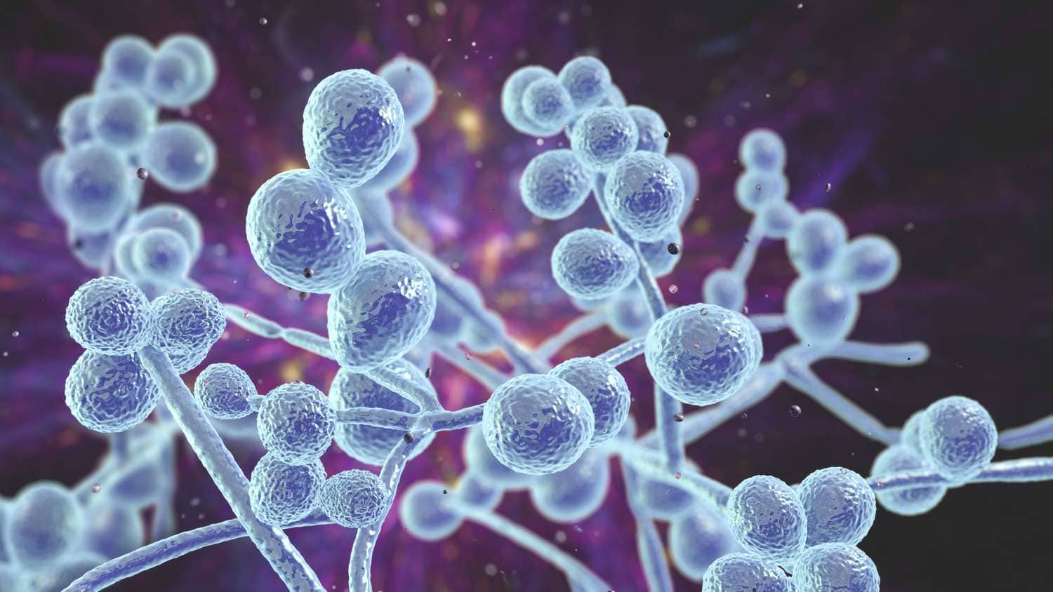 Candida Auris, Deadly Fungal Infection Spreading Rapidly In USA