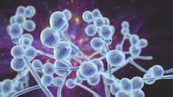 Candida Auris, Deadly Fungal Infection Spreading Rapidly In USA: Experts Warn Against Strange Symptoms
