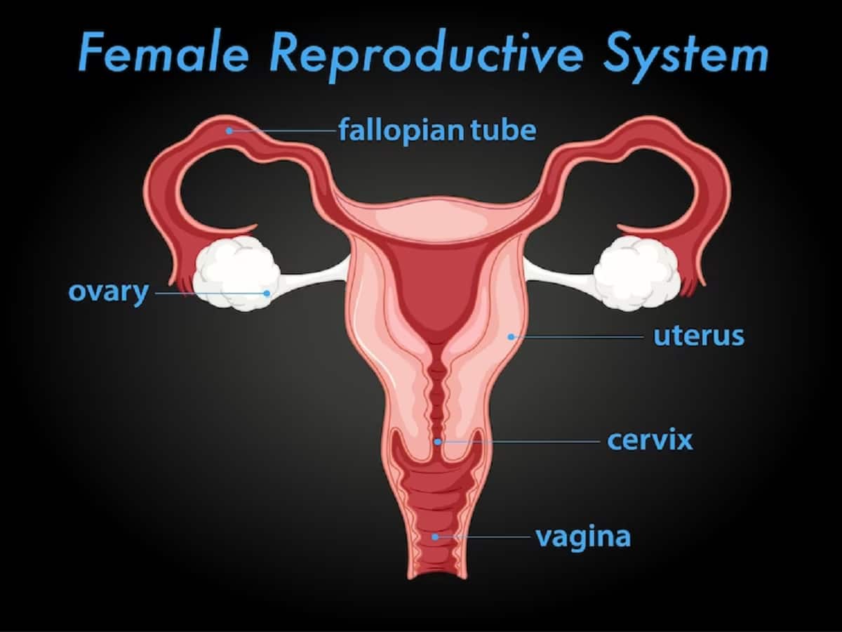 Fallopian Tube Reversal And Infertility: Correct Time To Reach Out To A  Fertility Expert?