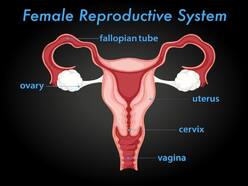 Fallopian Tube Reversal And Infertility: Correct Time To Reach Out To A Fertility Expert?
