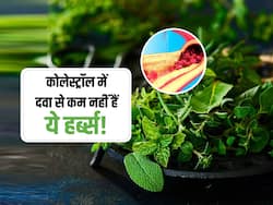 कोलेस्ट्रॉल की परेशानियों में दवा से कम नहीं है ये 5 आयुर्वेदिक जड़ी-बूटियां, एक्सपर्ट से जाने सेवन का तरीका