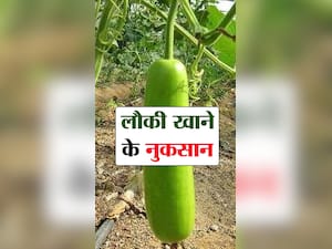 Bottle Gourd Side effects : लौकी खाने के 6 नुकसान