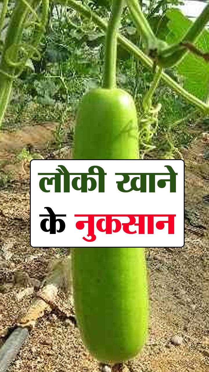 Bottle Gourd Side effects : लौकी खाने के 6 नुकसान