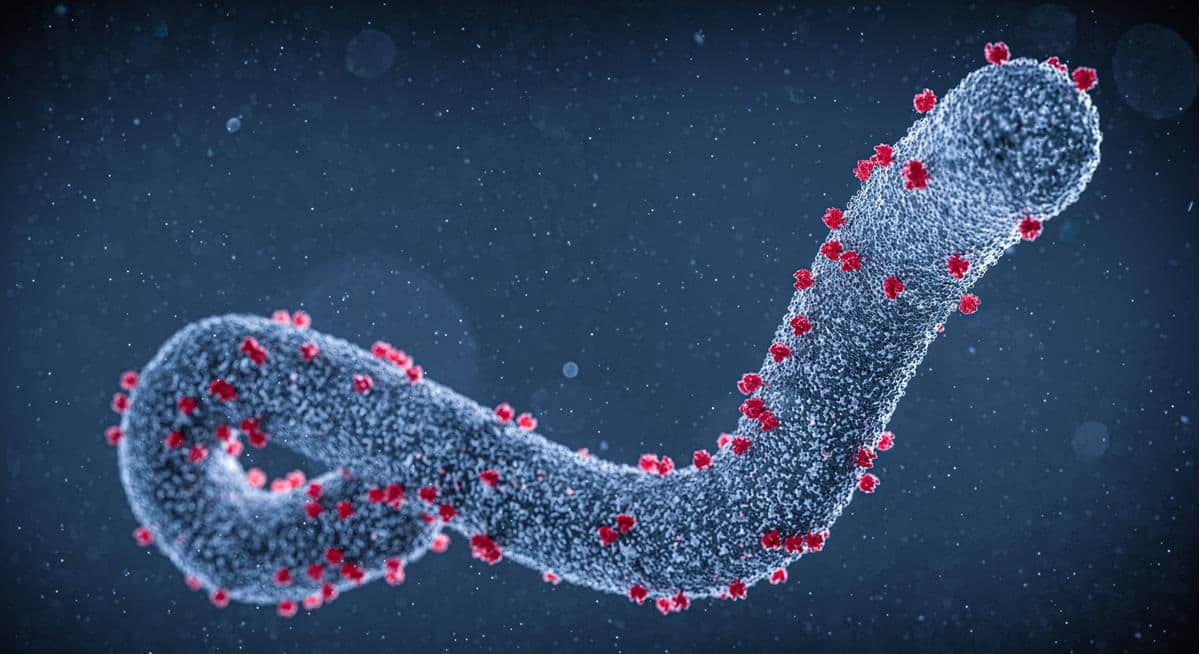 Marburg Virus In Africa 7 Unusual Symptoms of This EbolaLike Virus