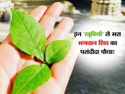 भगवान शिव का पसंदीदा हरा पत्ता इन 5 स्वास्थ्य खूबियों का भंडार! खाली पेट 'अमृत' समान है सेवन