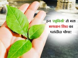 भगवान शिव का पसंदीदा हरा पत्ता इन 5 स्वास्थ्य खूबियों का भंडार! खाली पेट 'अमृत' समान है सेवन