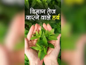 दिमाग तेज करने वाली बेस्ट आयुर्वेदिक औषधियां