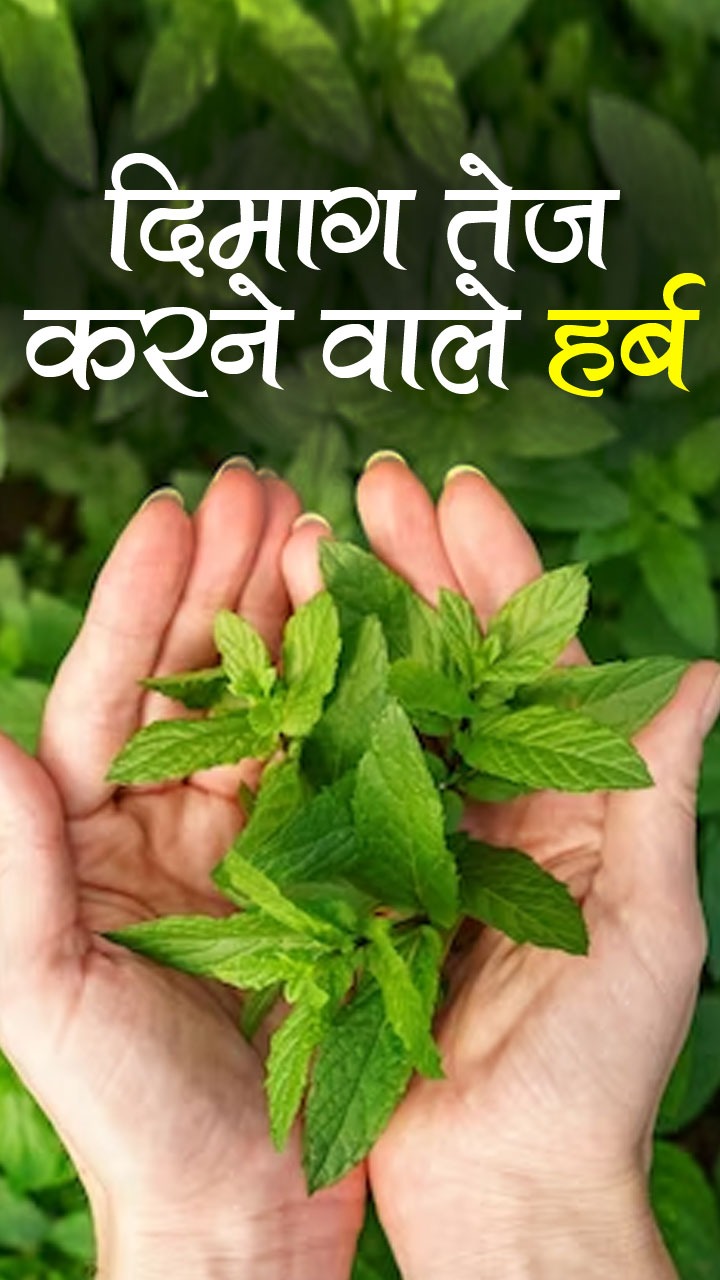 दिमाग तेज करने वाली बेस्ट आयुर्वेदिक औषधियां