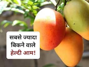 अप्रैल से अगस्त में सबसे ज्यादा बिकते हैं ये 5 तरह के आम! जानें कौन सा आम है सबसे ज्यादा हेल्दी और बेस्ट