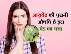 आयुर्वेद की सबसे पुरानी औषधियों में से एक है ये पेड़, इस तरह पत्ते के इस्तेमाल से दूर होंगी ये 5 बीमारियां