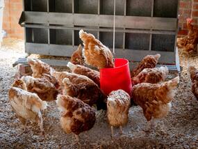 WHO Warns Tourists Visiting Bird-Flu Hit Countries To Avoid Farms, Wet Markets