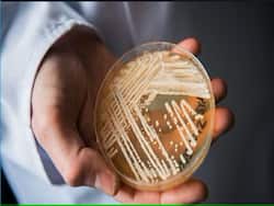 Deadly Fungal Infection Candida Auris Spreading Fast In US Healthcare Facilities
