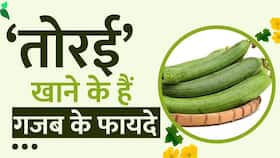 Weight Loss: मोटापा और Diabetes समेत इन बीमारियों से छुटकारा दिलाती है 'तोरई'