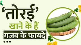 Weight Loss: मोटापा और Diabetes समेत इन बीमारियों से छुटकारा दिलाती है 'तोरई'